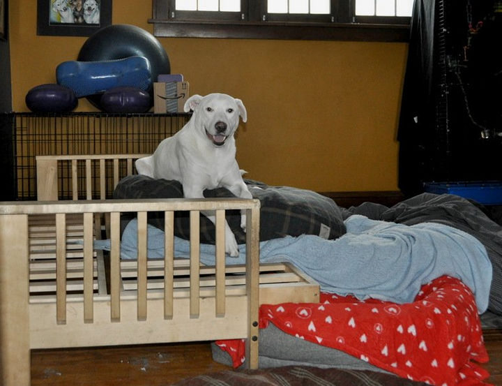 13 Dogs Feeling Guilty - "I did it all by myself!"
