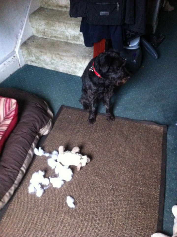 13 Dogs Feeling Guilty - "I really love my stuffed toy too."