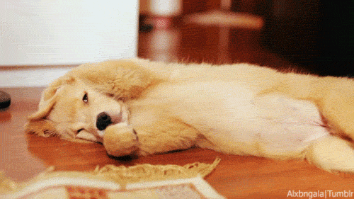 17 Animals That Understand Our Life Struggles - When you just want 10 more minutes...
