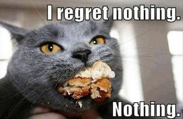 17 Animals That Understand Our Life Struggles - When you go a little too far on "cheat day."