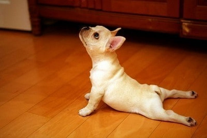 17 Animals That Understand Our Life Struggles - When doing your best to try that new yoga pose.