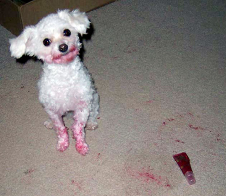 17 Animals That Understand Our Life Struggles - When trying on makeup for the first time.