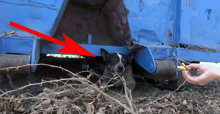 Cowboy the Blue Heeler Dog Gets Rescued After Found Living Under a Dumpster.