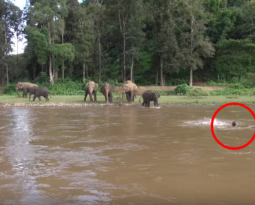 An Elephant Saw Her Caretaker Drowning in a River. What She Did Next Will Warm Your Heart.