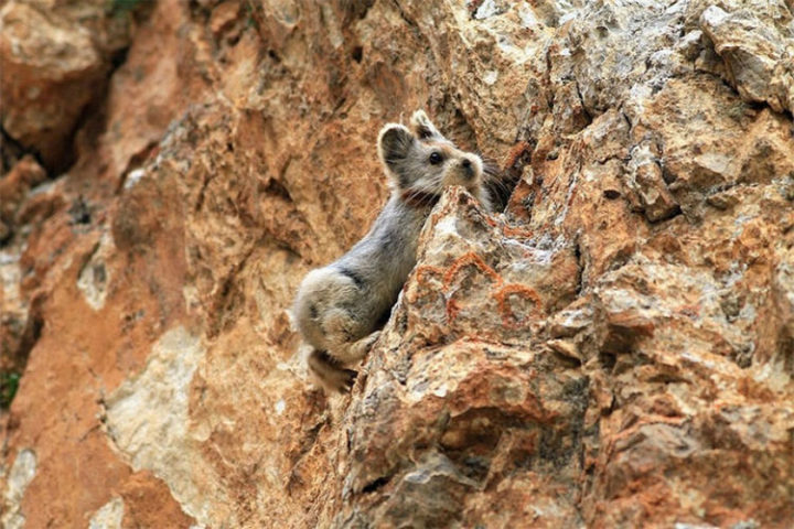 The adorable Ili Pika lives in the Tianshian mountains in northwestern China and is extremely rare.