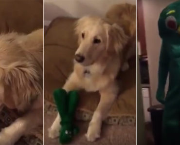 He Dresses up as His Dog’s Favorite Toy Gumby. The Dog’s Reaction Will Have You Stitches!