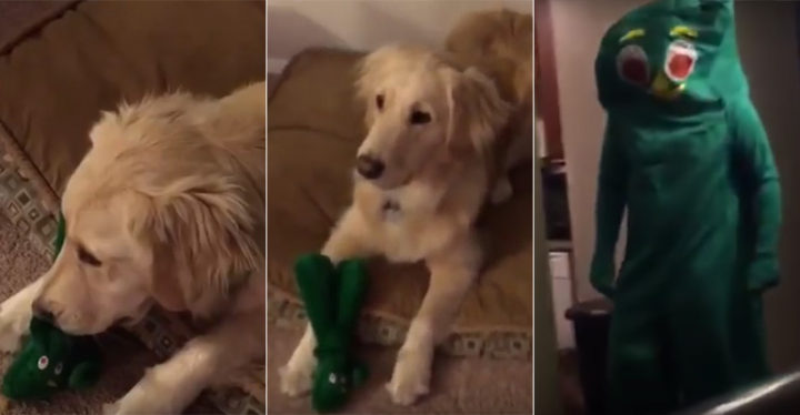 Jolene the Dog's Heartwarming Reaction When She Meets Gumby!
