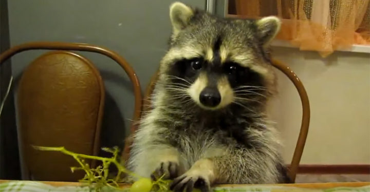 Raccoon Eating Grapes With His Tiny Hands Is the Cutest Thing.
