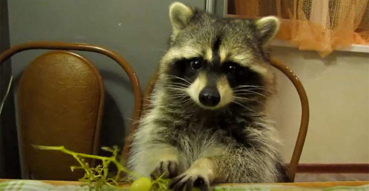 raccoon eating grapes at kitchen table