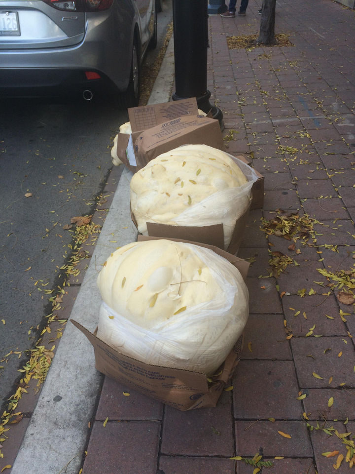 13 Factory Rejects - What happens to frozen Subway bread dough when employees forget to put it in the freezer!