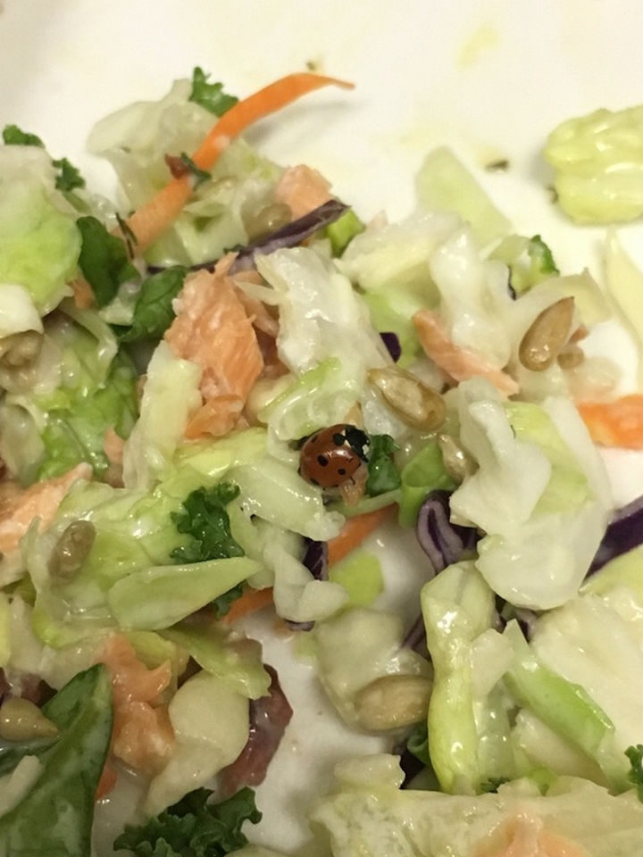 It's not uncommon to find little visitors in packaged organic lettuce or salads. Ladybugs like lettuce too!