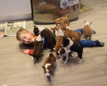 What’s Cuter Than 15 Basenji Puppies? 16 Basenji Puppies of Course!