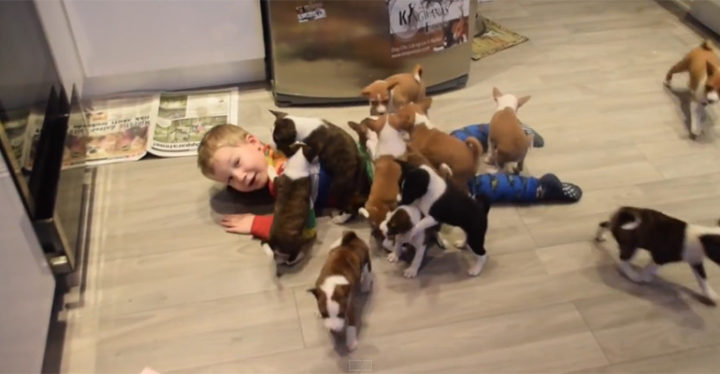 16 Basenji Puppies Playing Together and Having the Time of Their Lives!