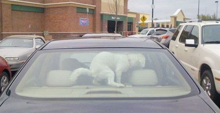 19 Funny Karma Images - He left a present for his owners who left him in the car.