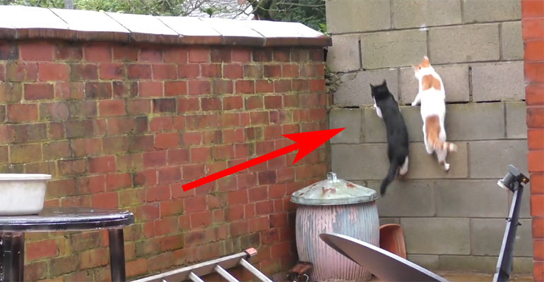 2 Cats Land on Each Other as They Jump in Unison on a Ledge