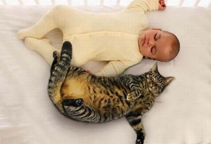 21 Cats Babysitting Babies - "You stay on your side of the bed."