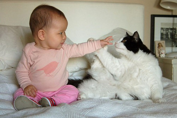 21 Cats Babysitting Babies - "Boop! I caught your nose."