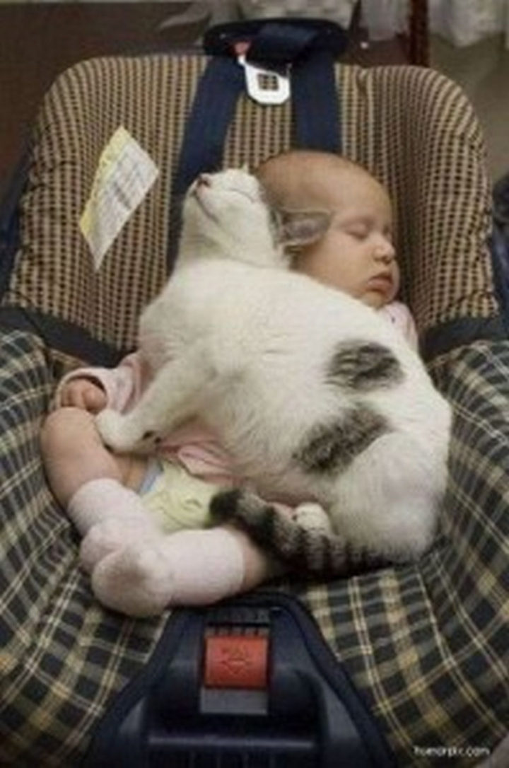 21 Cats Babysitting Babies - "I love naptime in the car."