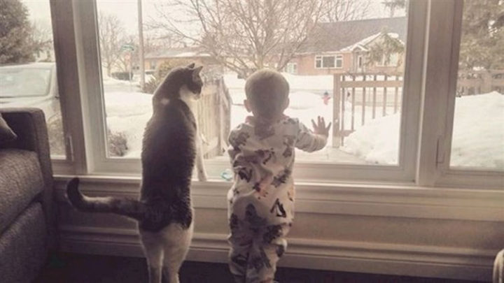 21 Cats Babysitting Babies - "So this is what you call snow. Pretty awesome."