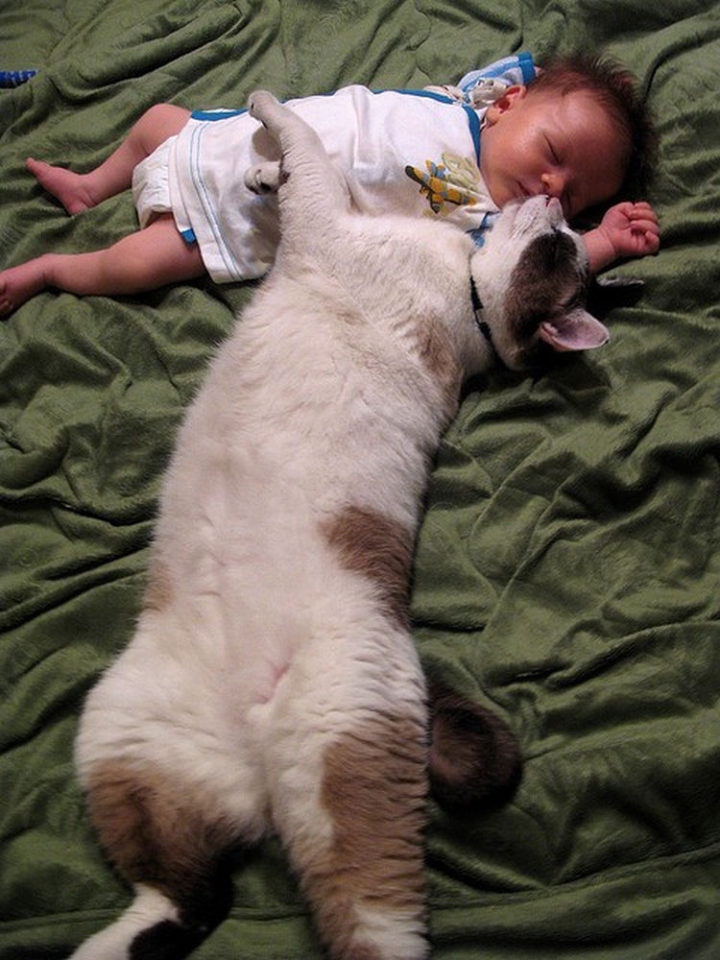 21 Cats Babysitting Babies - "This is the only way to get him to stop crying."