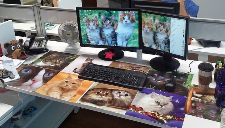 26 Funny Office Pranks - The kittens of the internet.