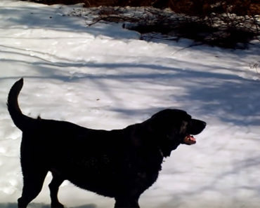 Black Lab Slides in the Snow and His Owners Can’t Stop Laughing