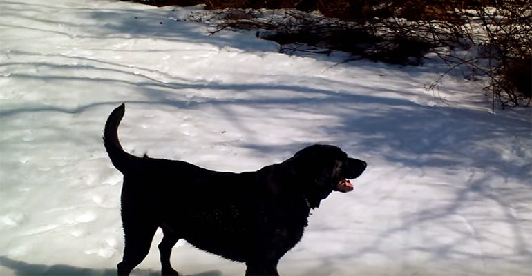 dog slides in snow