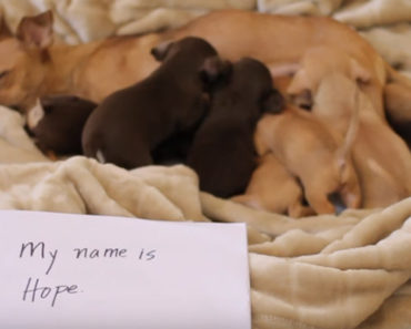 She Gave Birth to 8 Puppies but Days Later, Was Hit by a Car. I Lost It When I Read THIS…