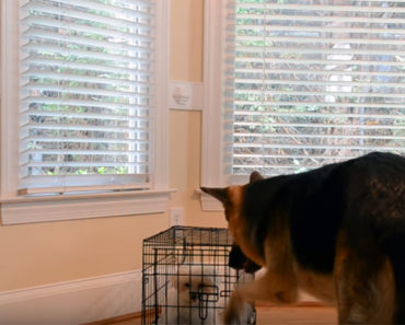 Her Puppy Escapes Out of Her Kennel So She Setup a Webcam. Then, She Looks at the Footage…OMG!