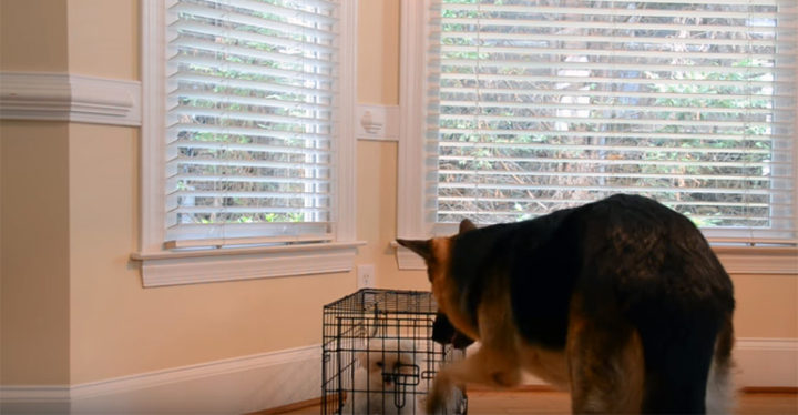 Clever German Shepherd Lets Maltese Puppy Out of Her Kennel.