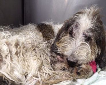 A Dog Was Thrown Out of a Speeding Car. His Recovery Will Bring You to Tears.
