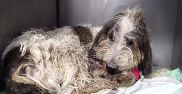 Heartwarming Recovery of a Dog Thrown out of a Speeding Car.