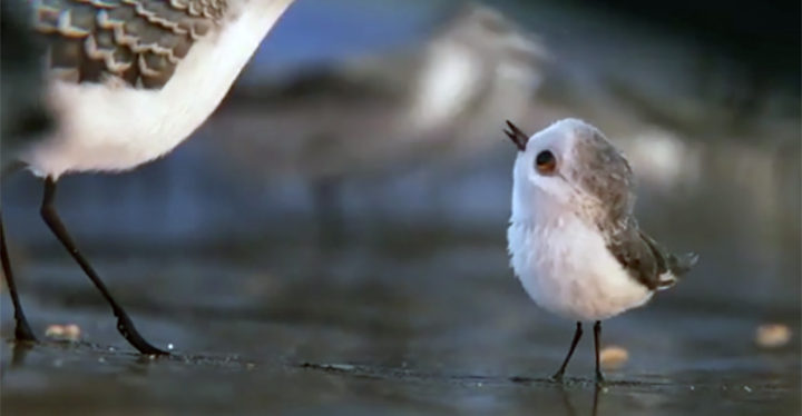 Pixar's Adorable Short Film Piper Will Warm Your Heart.