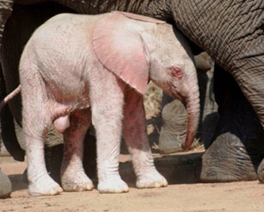 Rare Baby Albino Elephant Spotted by Tourists in Kruger National Park in South Africa