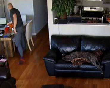 Sleeping Dog Falls Off The Couch. What Happens Next Will Shock You!