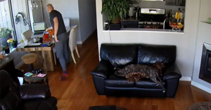 Exhausted Dog Unfazed After Falling of the Couch While Sleeping.