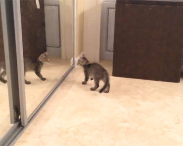 Kitten Sees Reflection in Mirror and His Reaction Is Adorable!