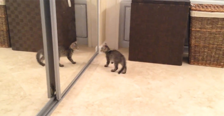 Kitten Sees Reflection in Mirror and Wants to Battle With Himself.