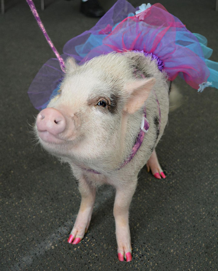 Meet LiLou, the Cute Therapy Pig That Calms Down Stressed Passengers