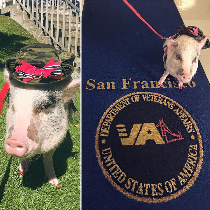 Meet LiLou, the Cute Therapy Pig That Calms Down Stressed Passengers