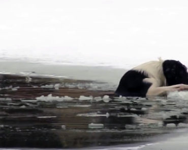 A Dog Fell Through Thin Ice and What One Brave Man Did Is Beyond Heroic