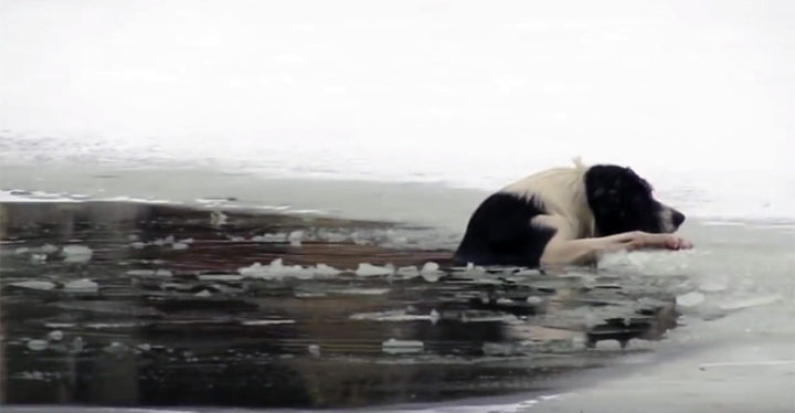 Shirtless Man Saves Dog That Fell Through the Ice in a Pond.