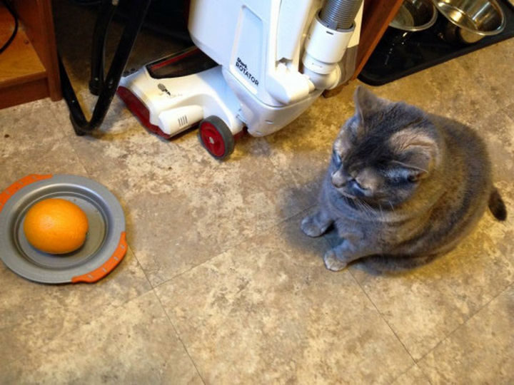 18 Kids Taking Instructions Too Literally - "Toddler was asked to feed the cat."