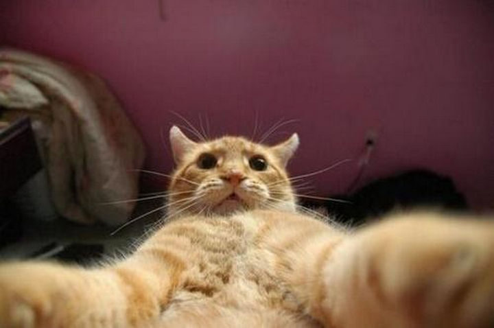 22 Funny Animal Selfies - Perhaps one of the first animal selfies ever.