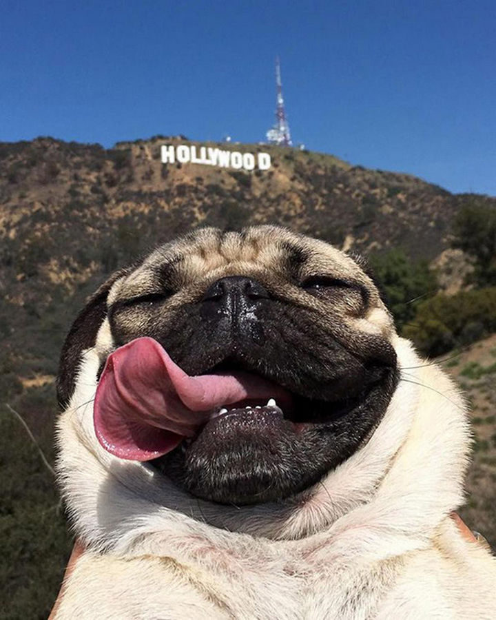 22 Funny Animal Selfies - That moment when Doug the pug is ready to take over Los Angeles.