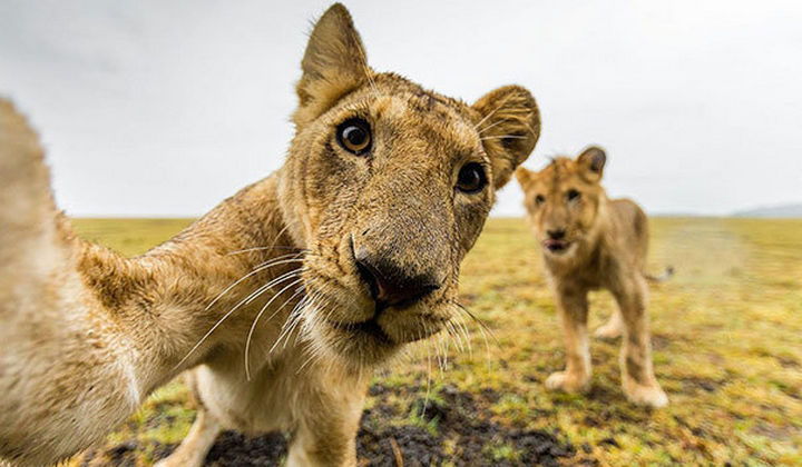 22 Funny Animal Selfies - Lions love taking selfies too!