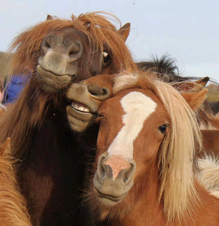22 Funny Animal Selfies - Three friends being silly for their selfies.