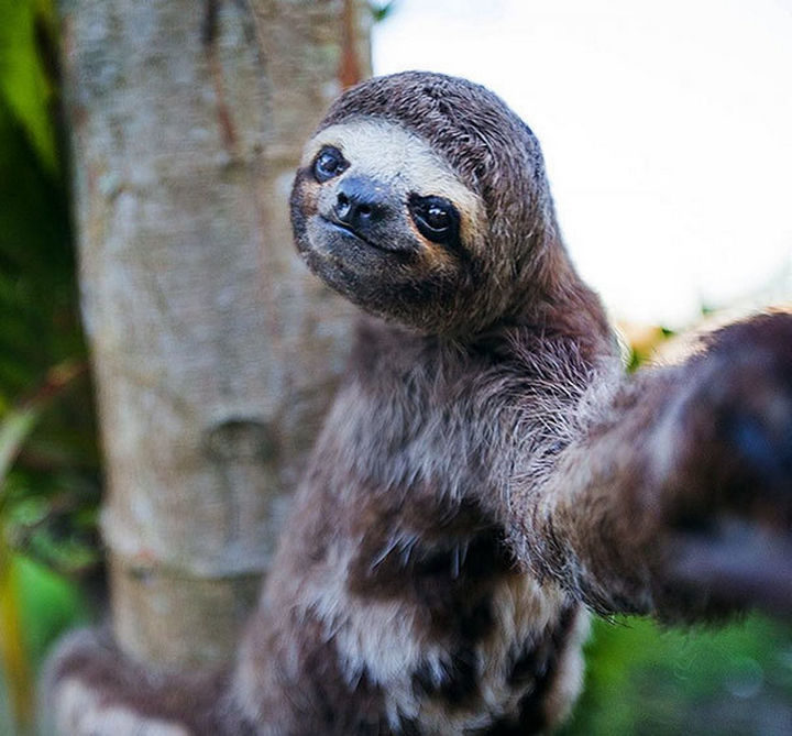 22 Funny Animal Selfies - When you're this cute, you just HAVE to take a selfie.