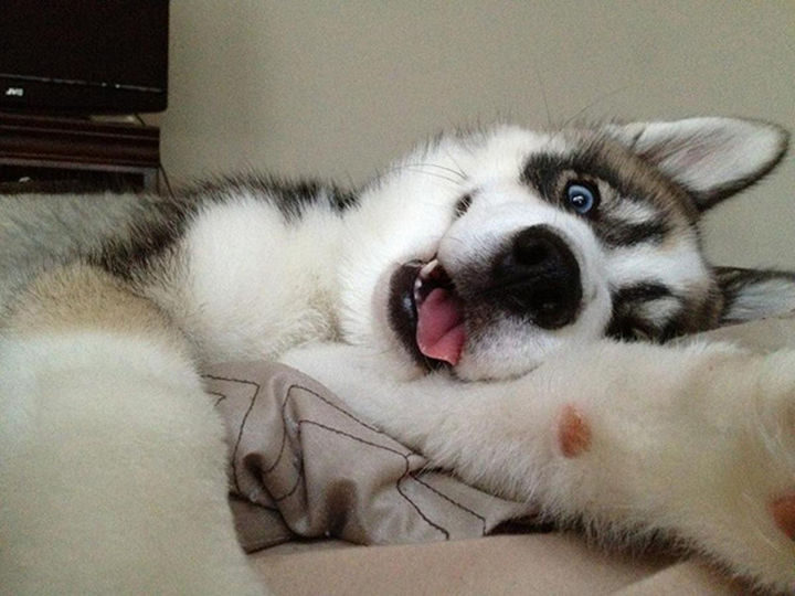 22 Funny Animal Selfies - Spending a lazy day at home and taking cute selfies.