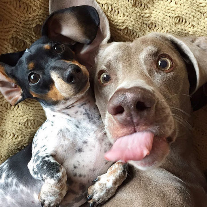 22 Funny Animal Selfies - This is how they feel about Mondays...